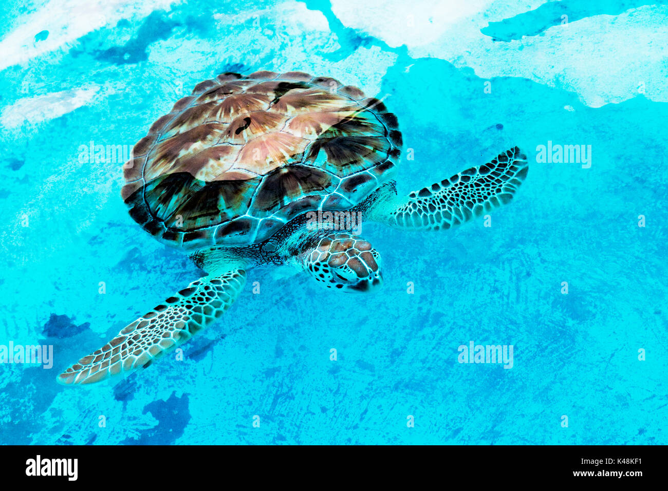 Eretmochelys imbricata Hawksbill Sea Turtle in einem Rehabilitationszentrum in Cancun Mexiko. Die echte Karettschildkröte ist ein vom Aussterben bedrohten Meeresschildkröten, die live Stockfoto