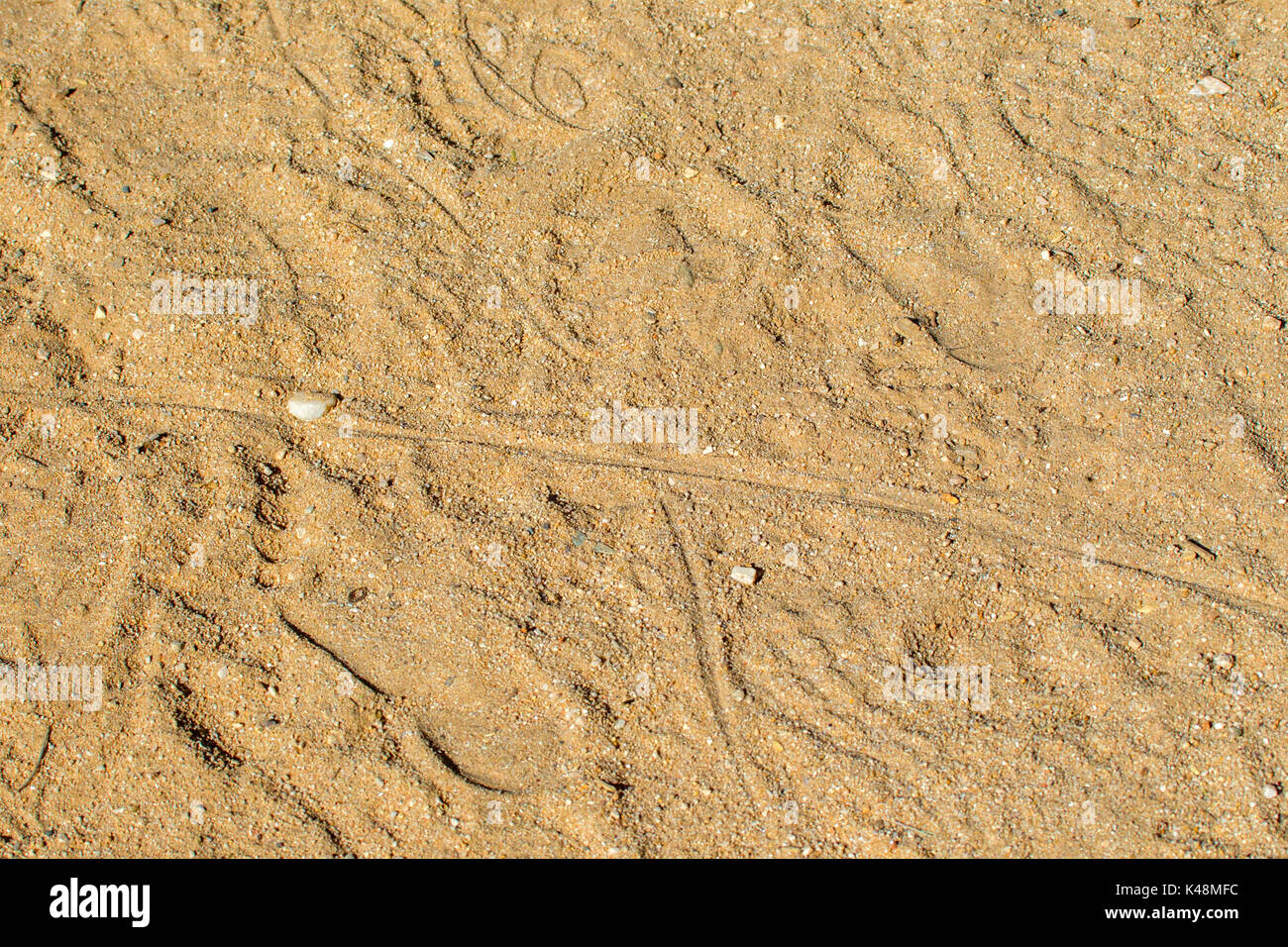 Canyon beschmutzt Whiptail Aspidoscelis burti stictogramma Catalina, Park, Tucson, Pima County, Kansas, United States, 28. August 2017 Schwanz zieht Stockfoto