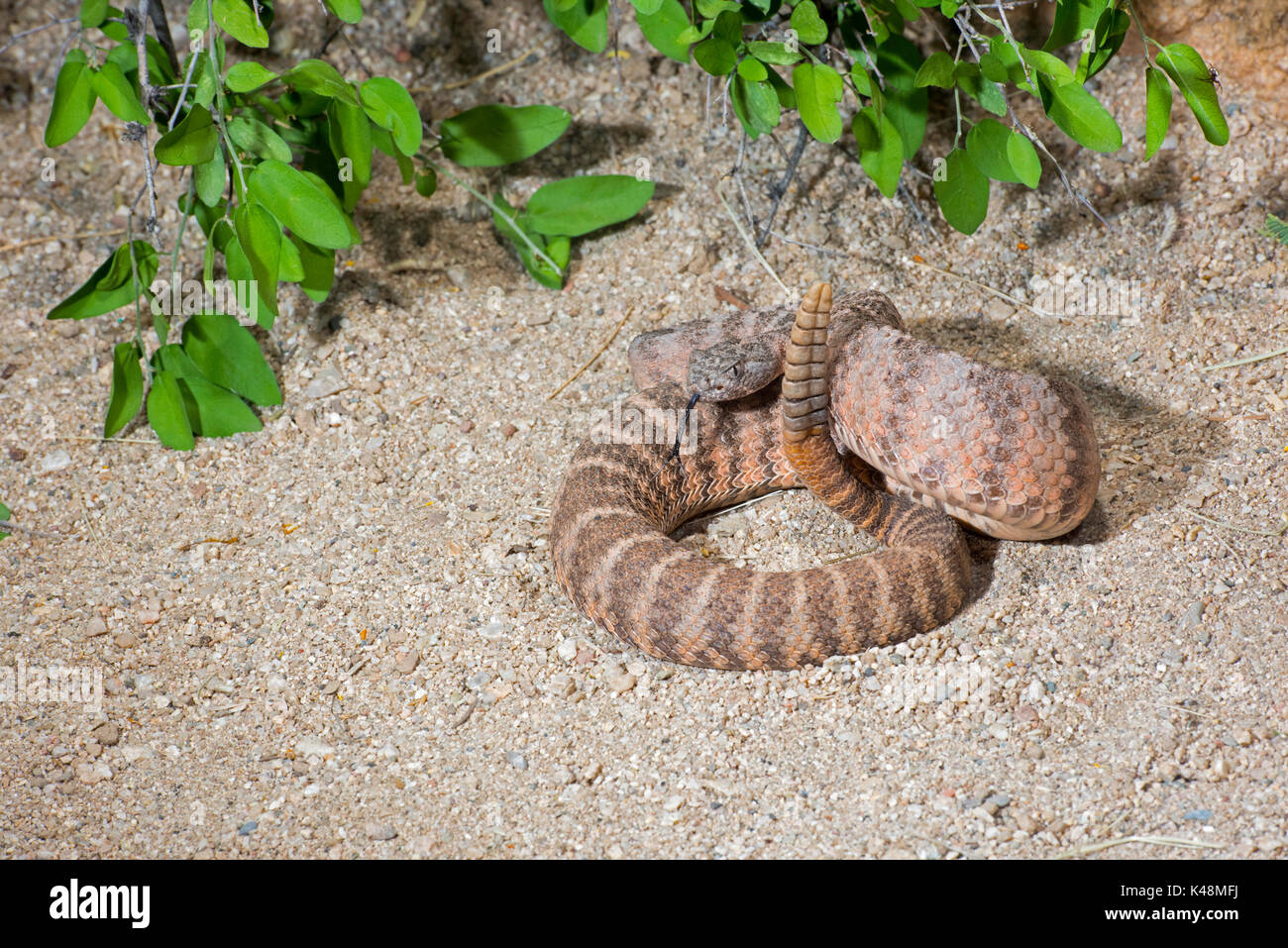 Tiger Rattlesnake Crotalus tigris Tucson, Pima County, Kansas, United States, 28. August 2017 Nach Viperidae Stockfoto