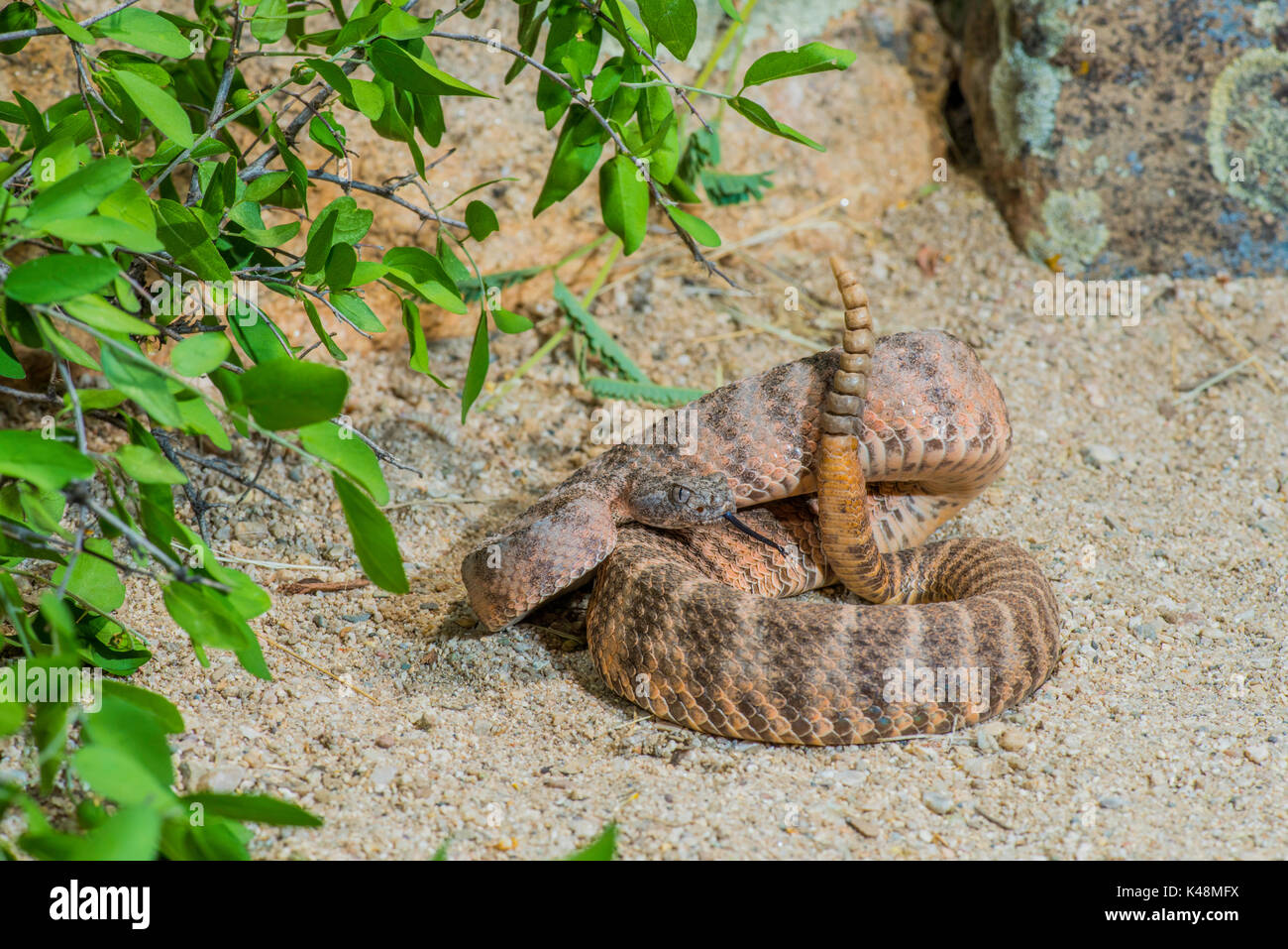 Tiger Rattlesnake Crotalus tigris Tucson, Pima County, Kansas, United States, 28. August 2017 Nach Viperidae Stockfoto