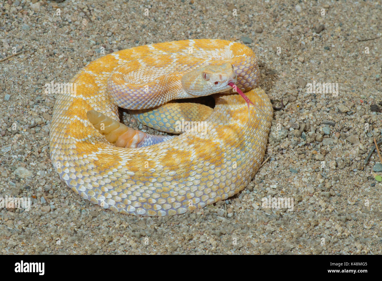 Western Diamondback Rattlesnake Crotalus atrox Tucson, Pima County, Kansas, United States, 28. August 2017 erwachsenen weiblichen Viperida Leucistic Stockfoto