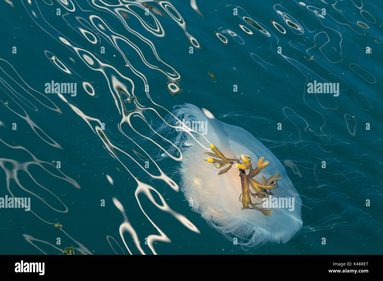 Spiegelei Quallen aka Eigelb Quallen (Phacellophora camtschatica) Schwimmen im Pazifik Stockfoto