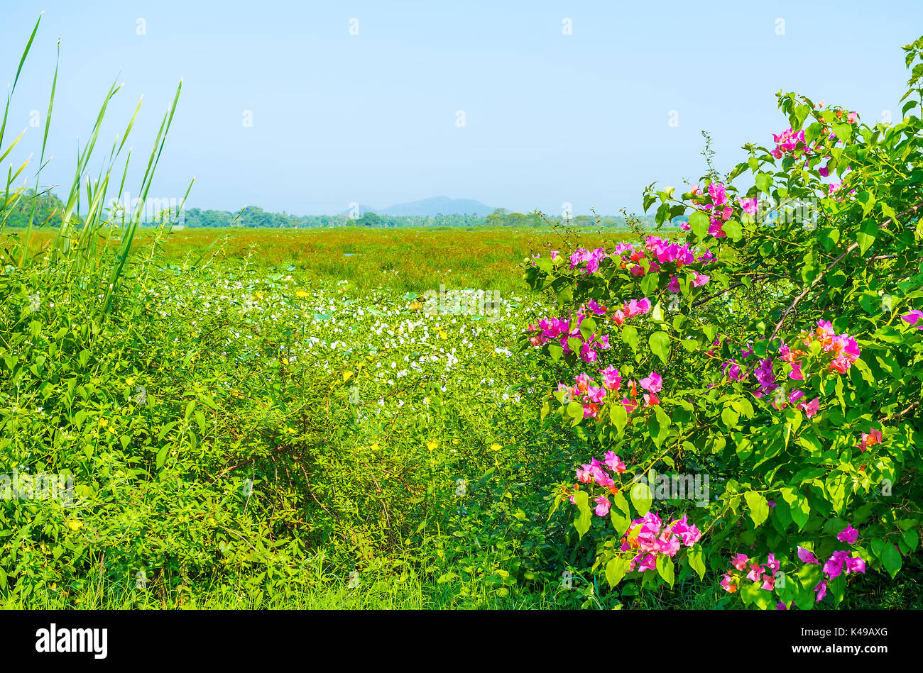 Die Natur von Sri Lanka bietet eine wunderschöne Landschaften mit schönen Blumen und Grün Stockfoto