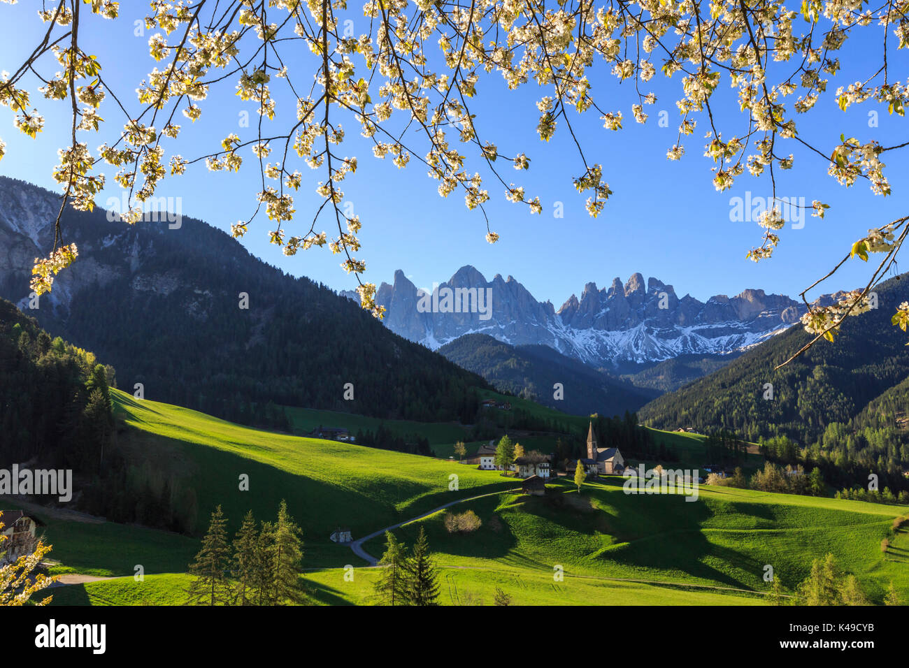 Blühende Rahmen das Dorf St. Magdalena und der Geisler-Gruppe. Villnösser Tal Südtirol Dolomiten Italien Europa Stockfoto