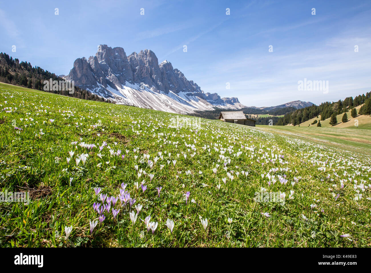 Blumen blühen auf den Wiesen am Fuße der Geisler. Malga Gampen Villnösser Tal. Südtirol Dolomiten Italien Europa Stockfoto