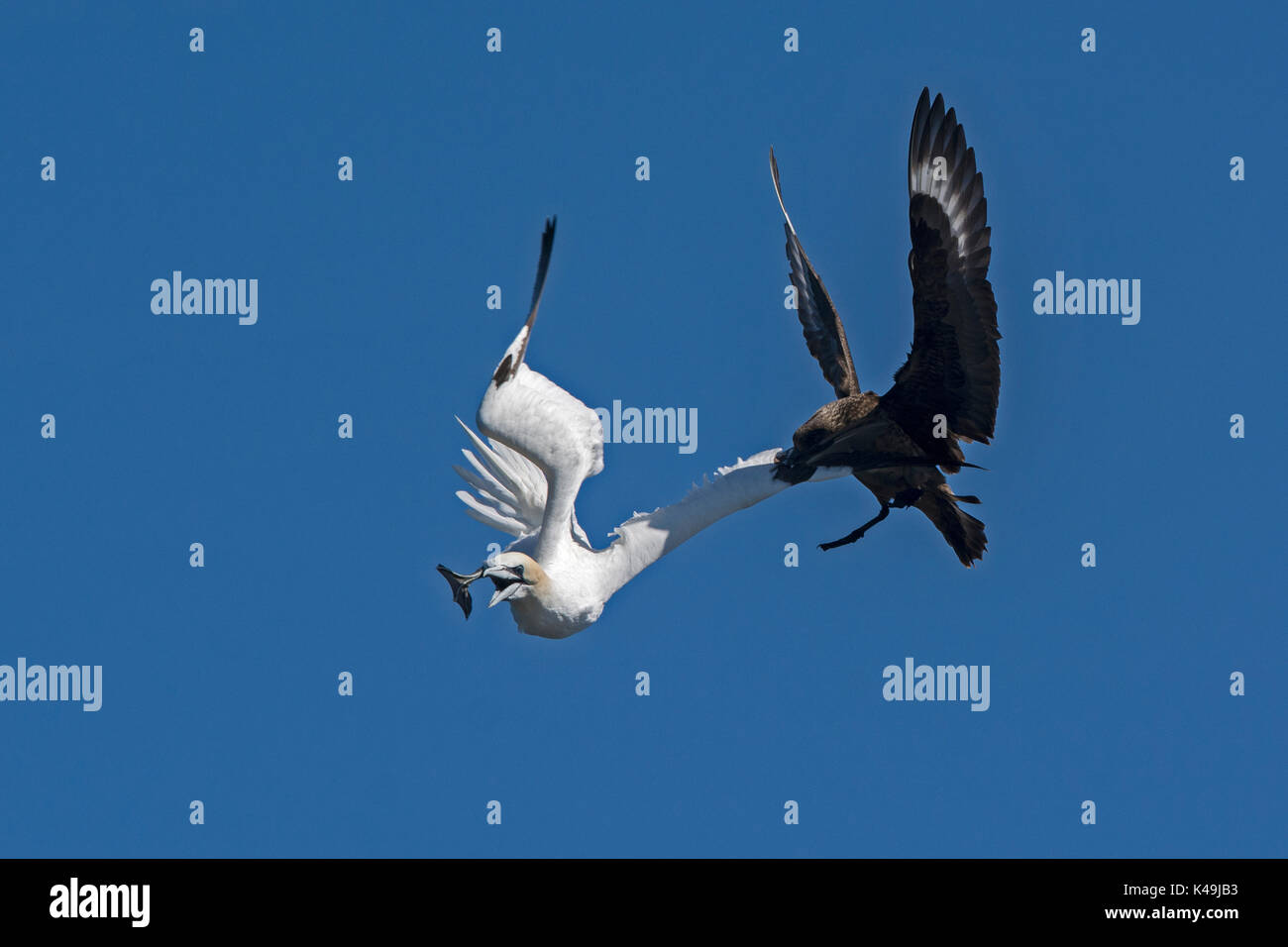 Great Skua Stercorarius Skua Gannet auf Route Ack zu seiner Kolonie zu machen, Fisch, Verhalten bekannt als schmarotzen (Parasitismus durch auszuspeien angreifen Stockfoto