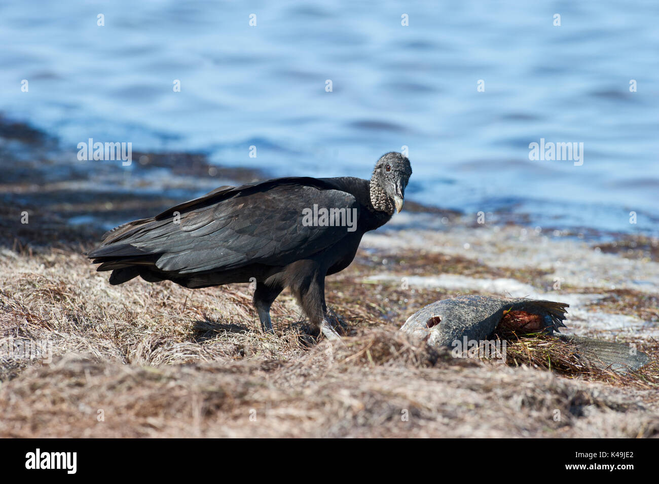 Amerikanische Schwarzgeier Coragyps Atratus Fütterung auf angespült Fischen Florida USA Stockfoto