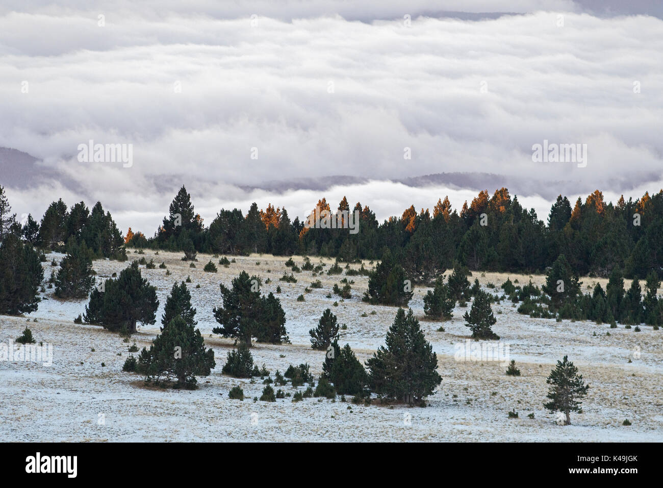 Alpine Wiese in der Dämmerung im Winter, Lebensraum von chamoix vor der Pyrenäen in der Nähe von Calpe, Spanien Stockfoto