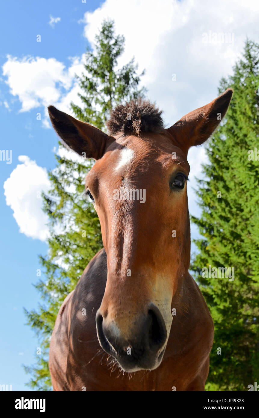 Pferdekopf Stockfoto