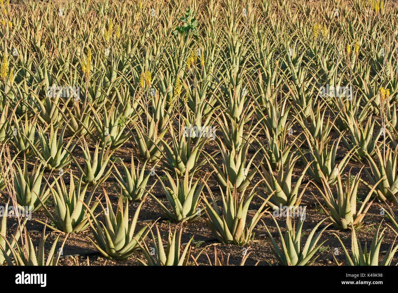 Aloe Vera-Anbau in Fuerteventura, Kanarische Inseln, Spanien, Europa  Stockfotografie - Alamy