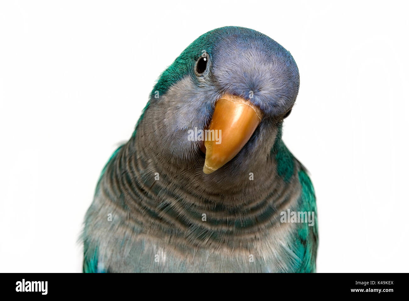 Australien Vögel Stockfoto