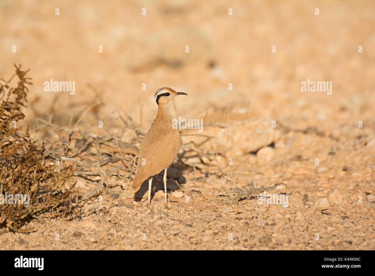 Cremefarbene Renner Cursorius cursor Furtuventura Kanarische Inseln Stockfoto