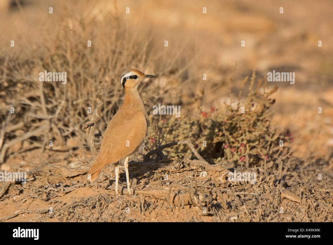 Cremefarbene Renner Cursorius cursor Furtuventura Kanarische Inseln Stockfoto