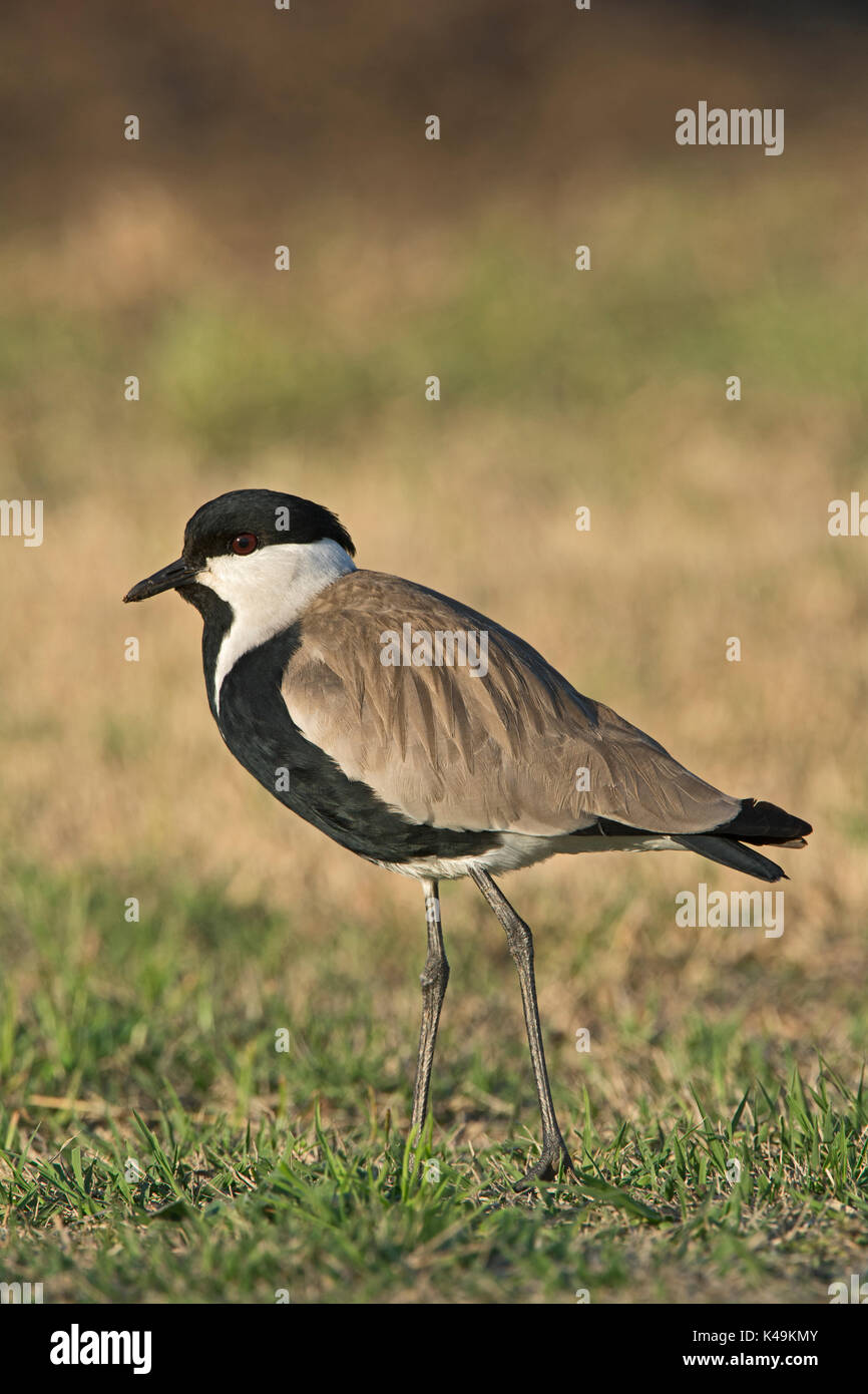 Sporn-winged Plover Vanellus Spinosus Hula-Israel Stockfoto