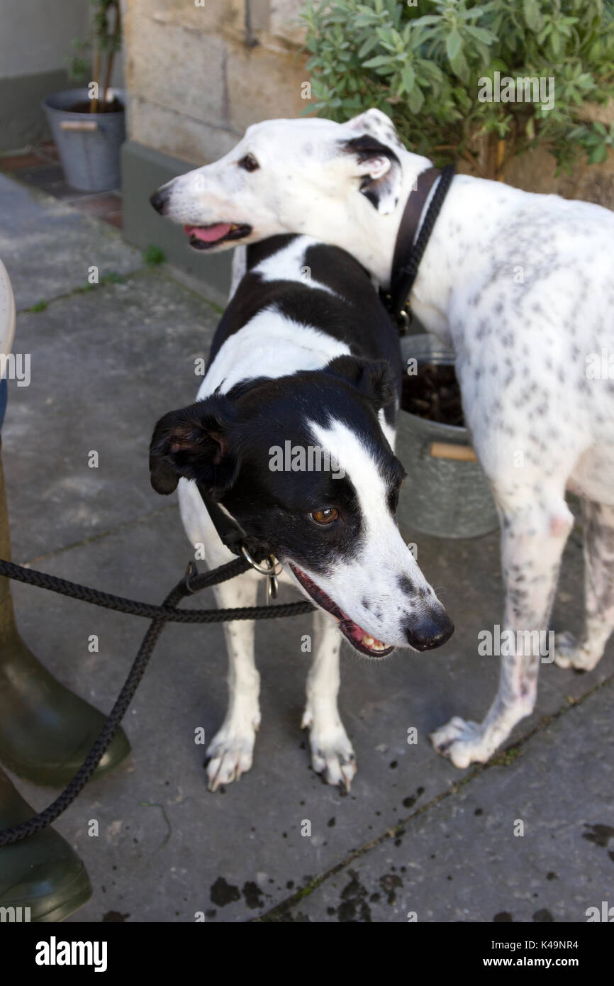 Lurcher und Greyhound Hunde Stockfoto