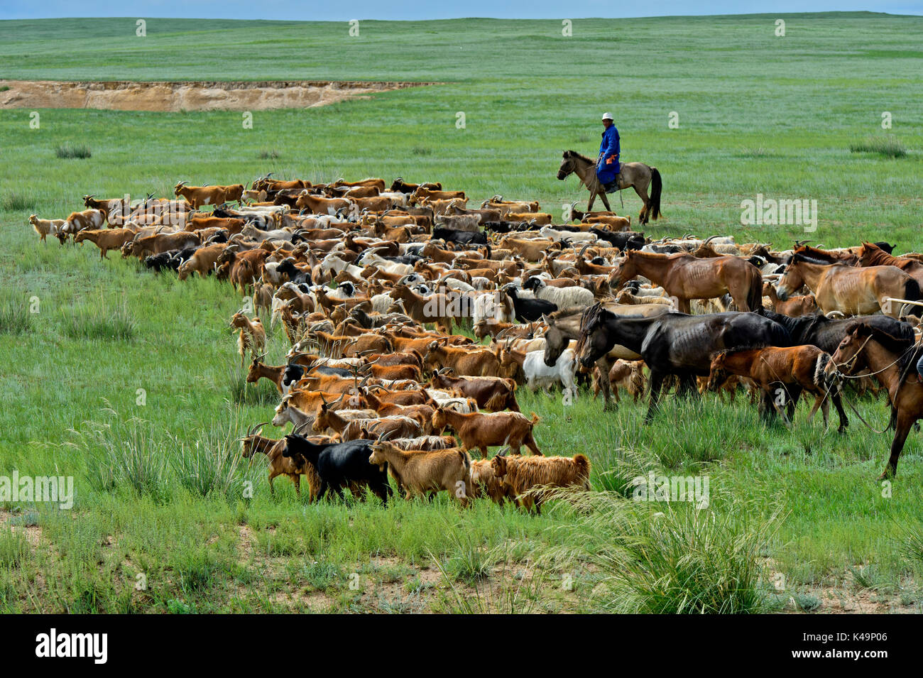 Eine Herde von Kaschmir Ziegen in der mongolischen Steppe, Dashinchilen, Bulgan Aimag, Mongolei Stockfoto