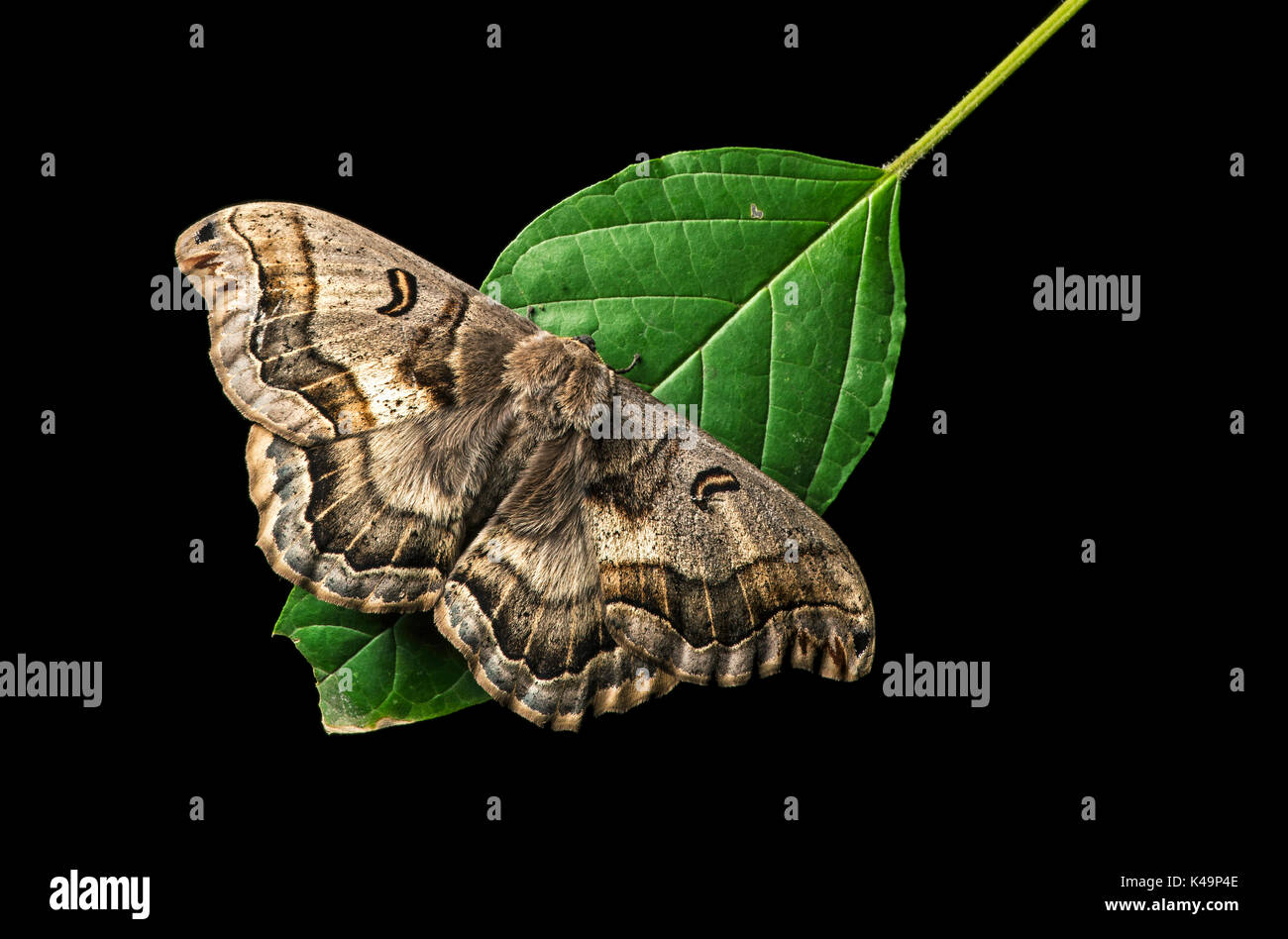 Motte sitzt auf einem Blatt, Ecuador Stockfoto