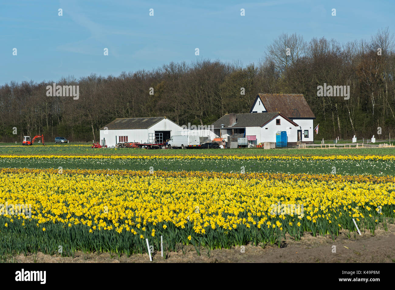 Blühende Narzissen im Bereich Bollenstreek, für die Produktion von Frühling Blumenzwiebeln, Niederlande bekannt Stockfoto