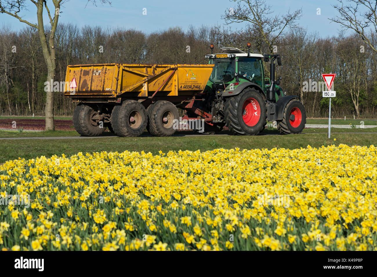 Traktor mit Anhänger Vor einem blühenden Narzissen Feld Bollenstreek, Niederlande Stockfoto