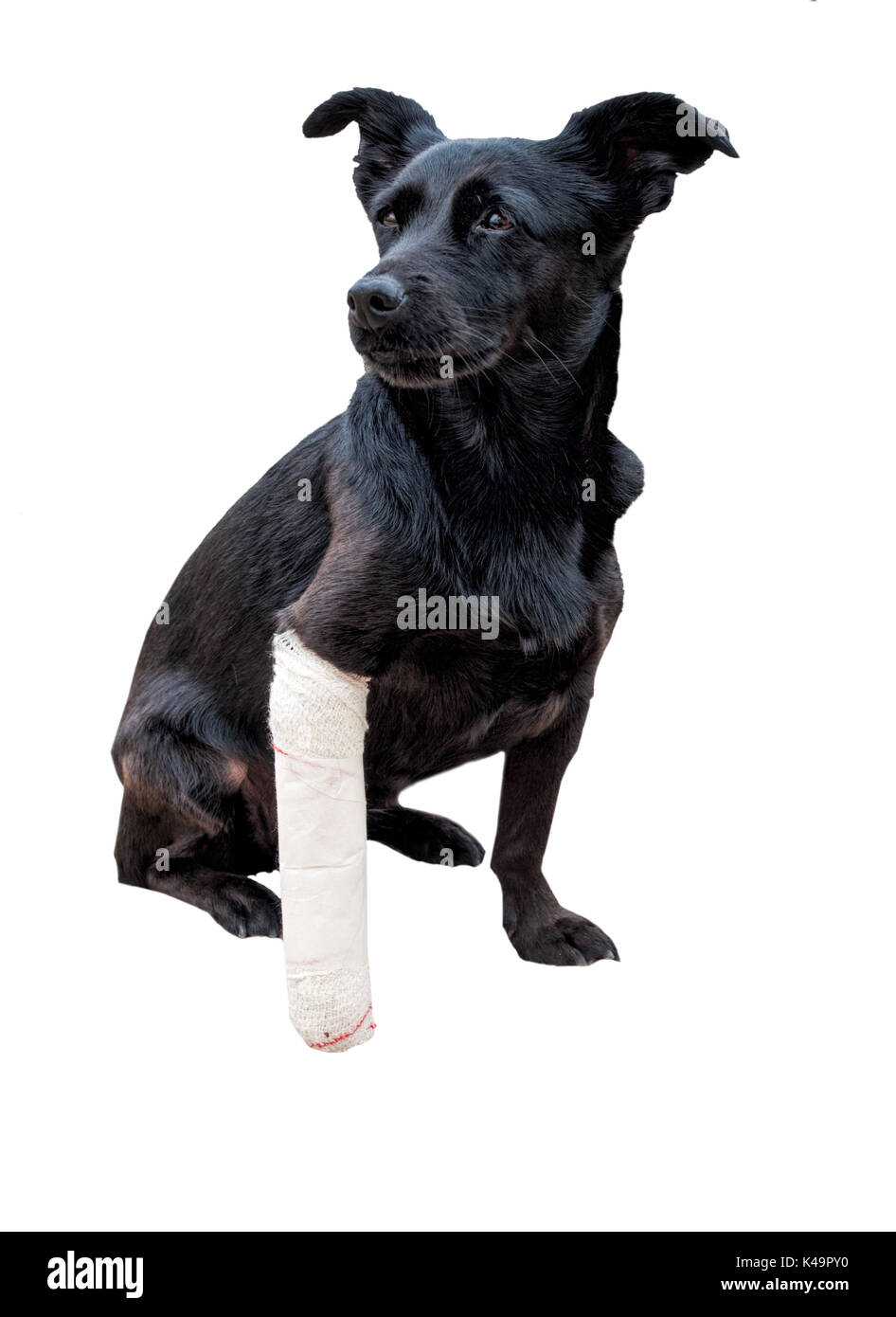 Schwarzer Hund, S Bein ist, in einen Verband gewickelt. Gebrochene Pfote,  schmerzhafte Stare Stockfotografie - Alamy