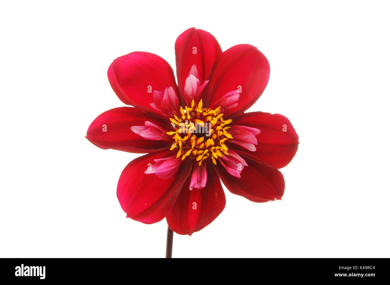 Crimson Dahlie Blüte mit einem gelben Center gegen Weiße isoliert Stockfoto