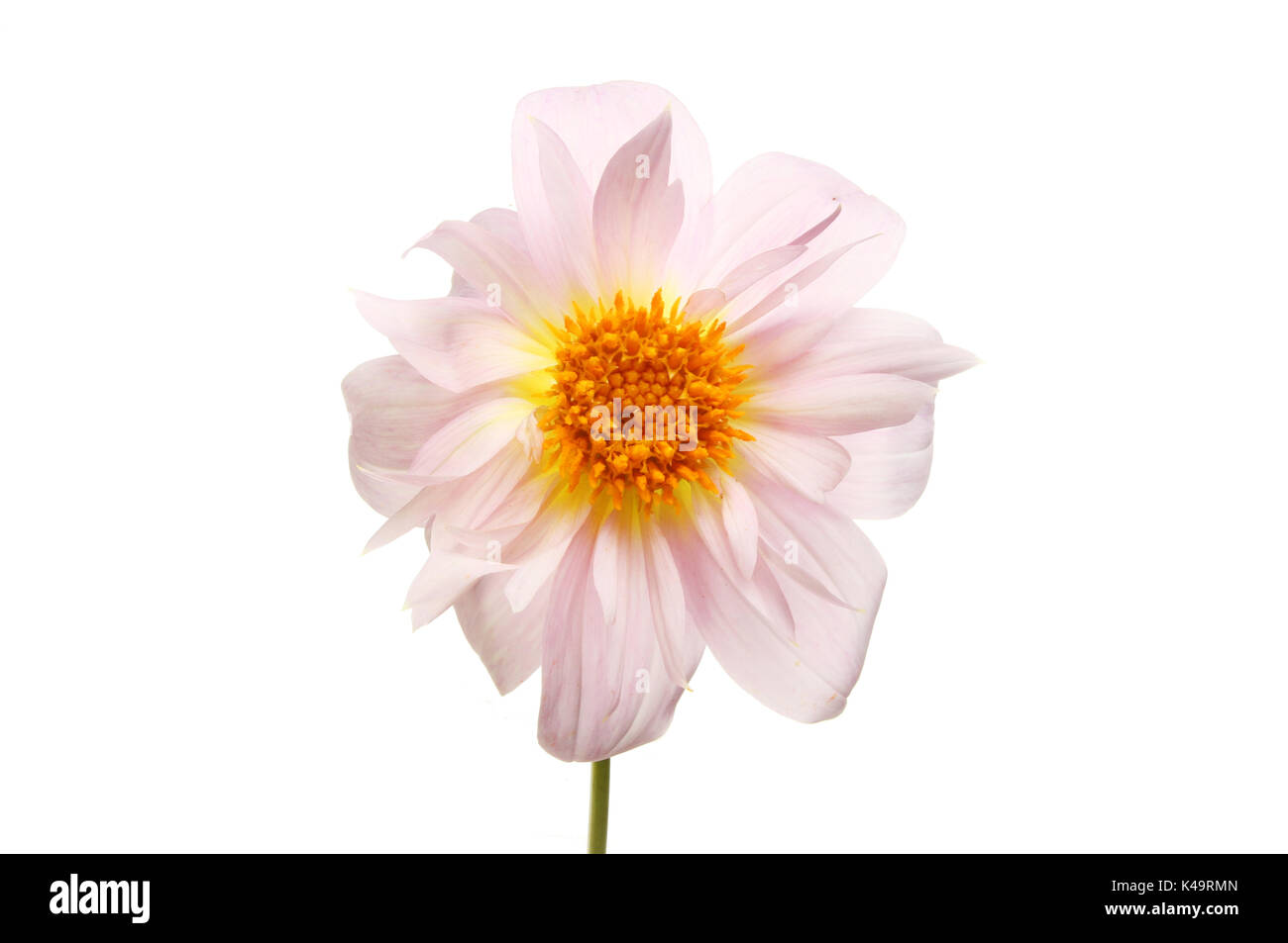 Pastell rosa Dahlie Blüte mit einem gelben Center gegen Weiße isoliert Stockfoto