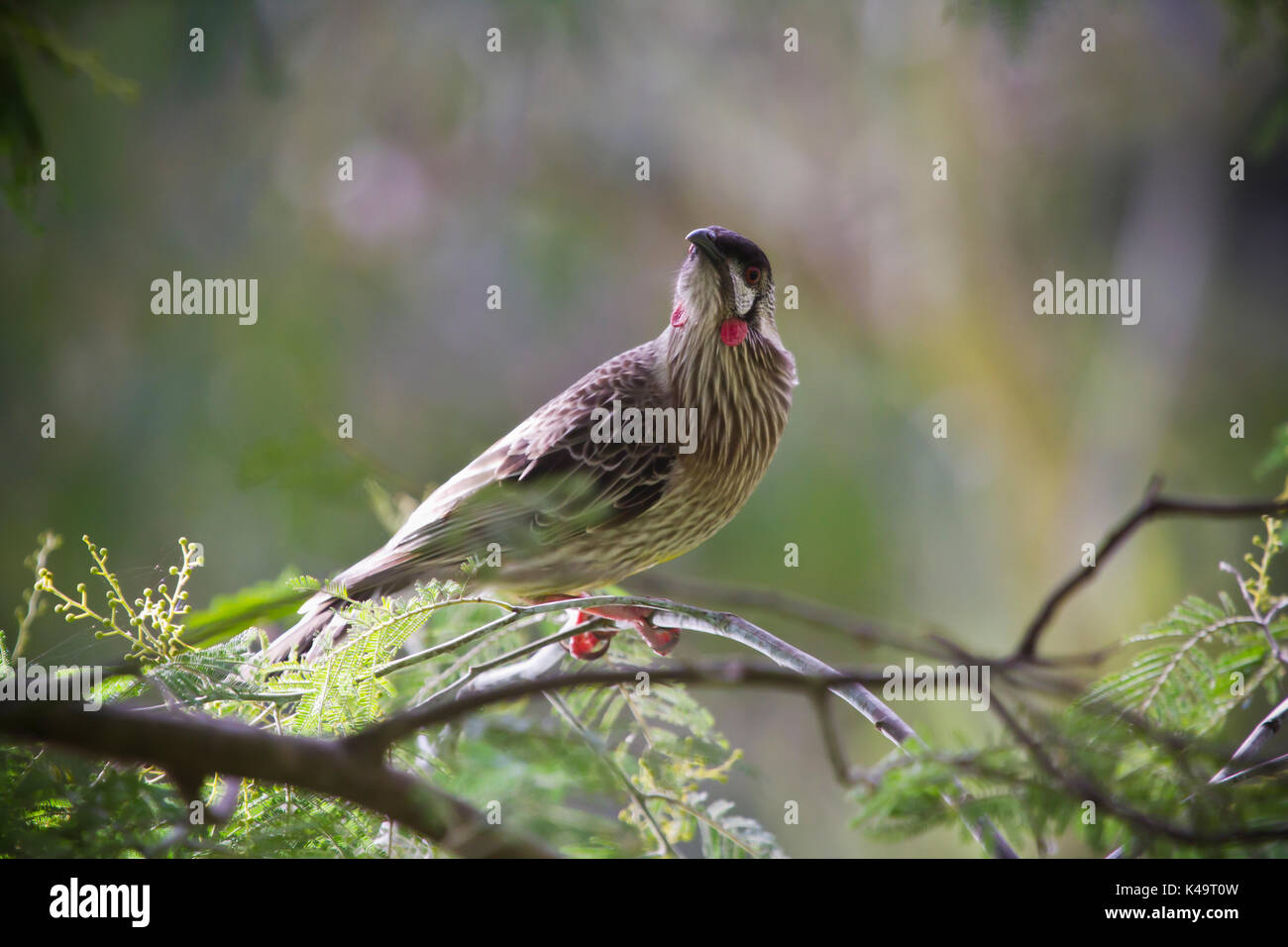 Australien Vögel Stockfoto