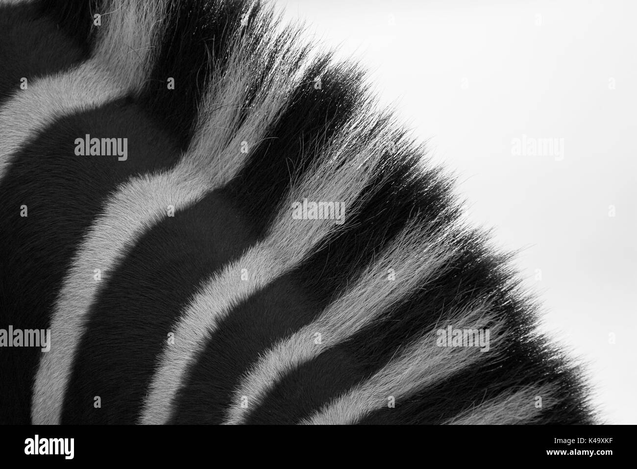 Zebra Mähne in Schwarz und Weiß Stockfoto