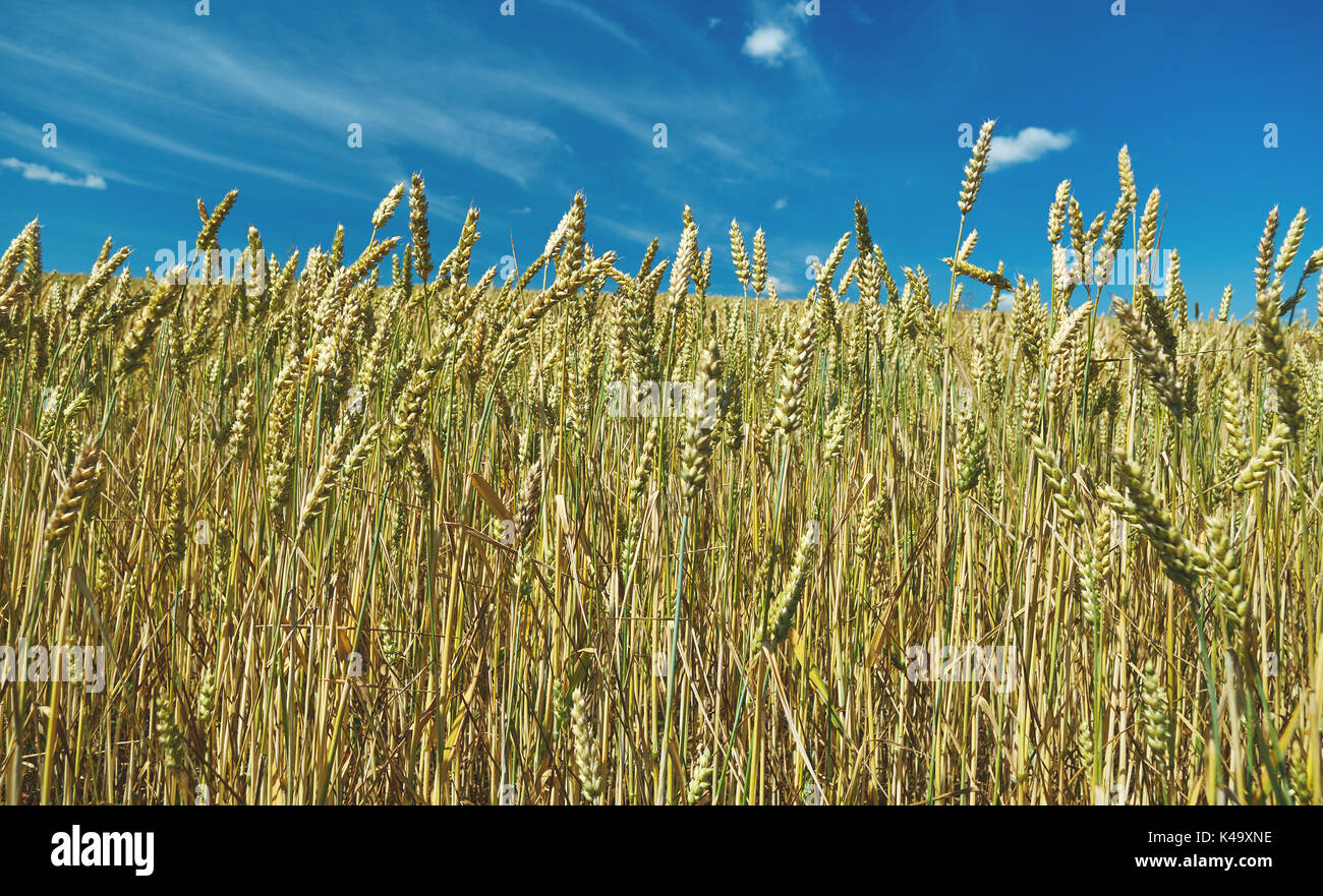 Feld mit Weichweizen. Belarus Landschaft blau bewölkten Himmel. Stockfoto