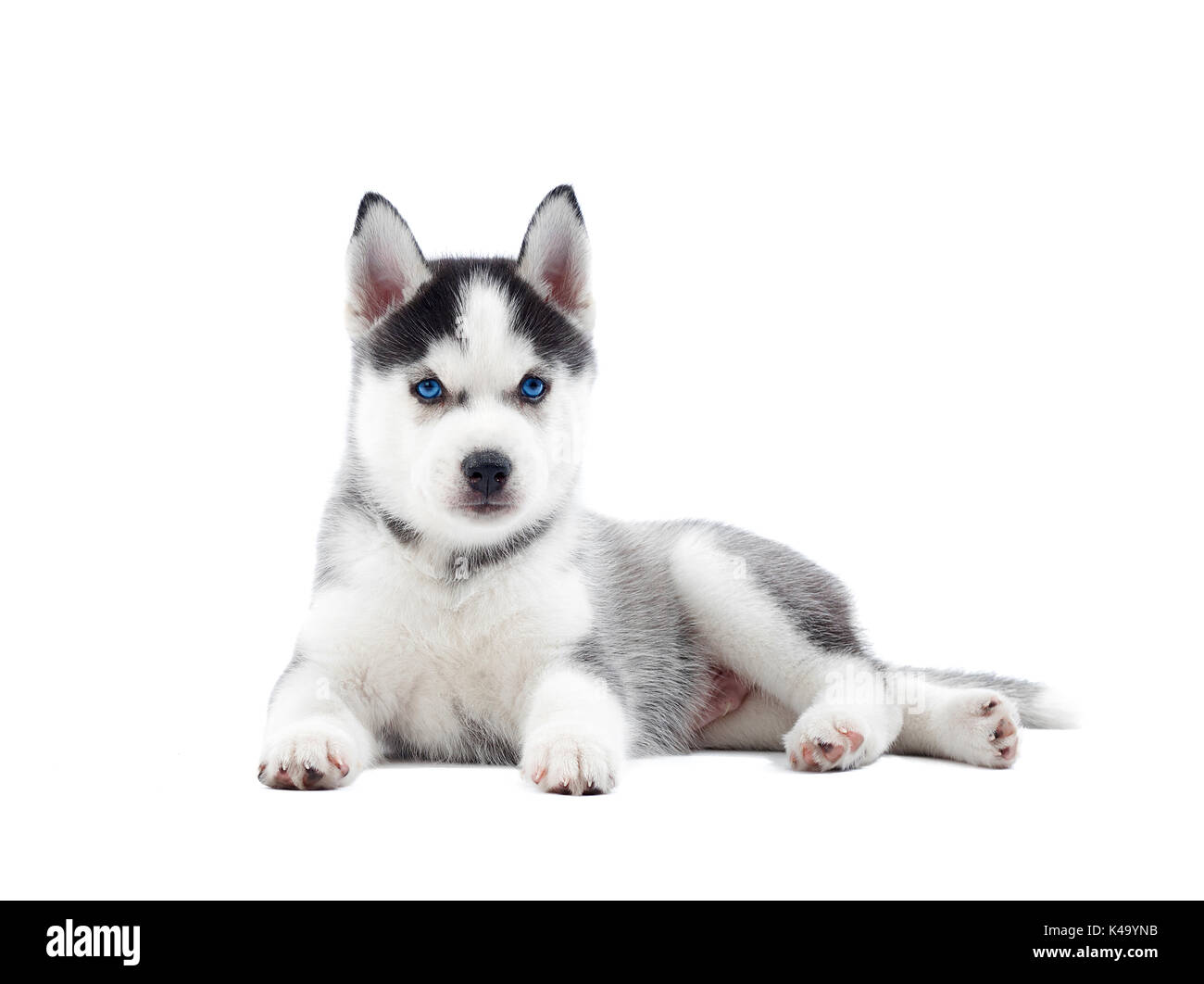Siberian Husky Welpen der Hund mit der Geburt blaue Augen. Stockfoto