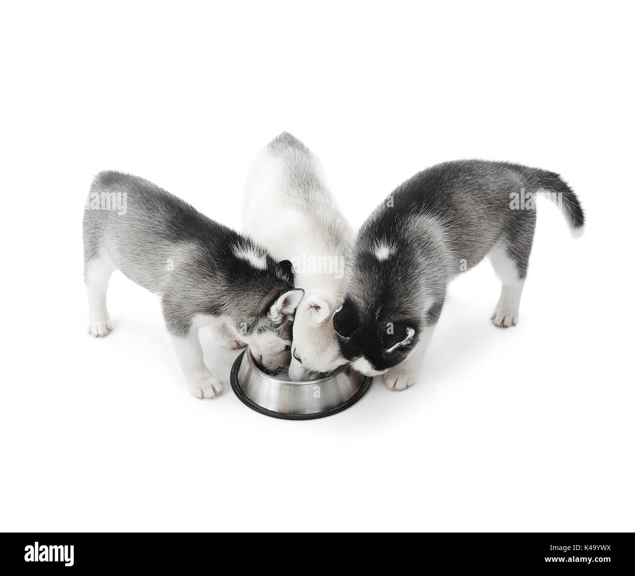 Lustige Welpen Siberian husky Hunde essen von der Platte. Stockfoto