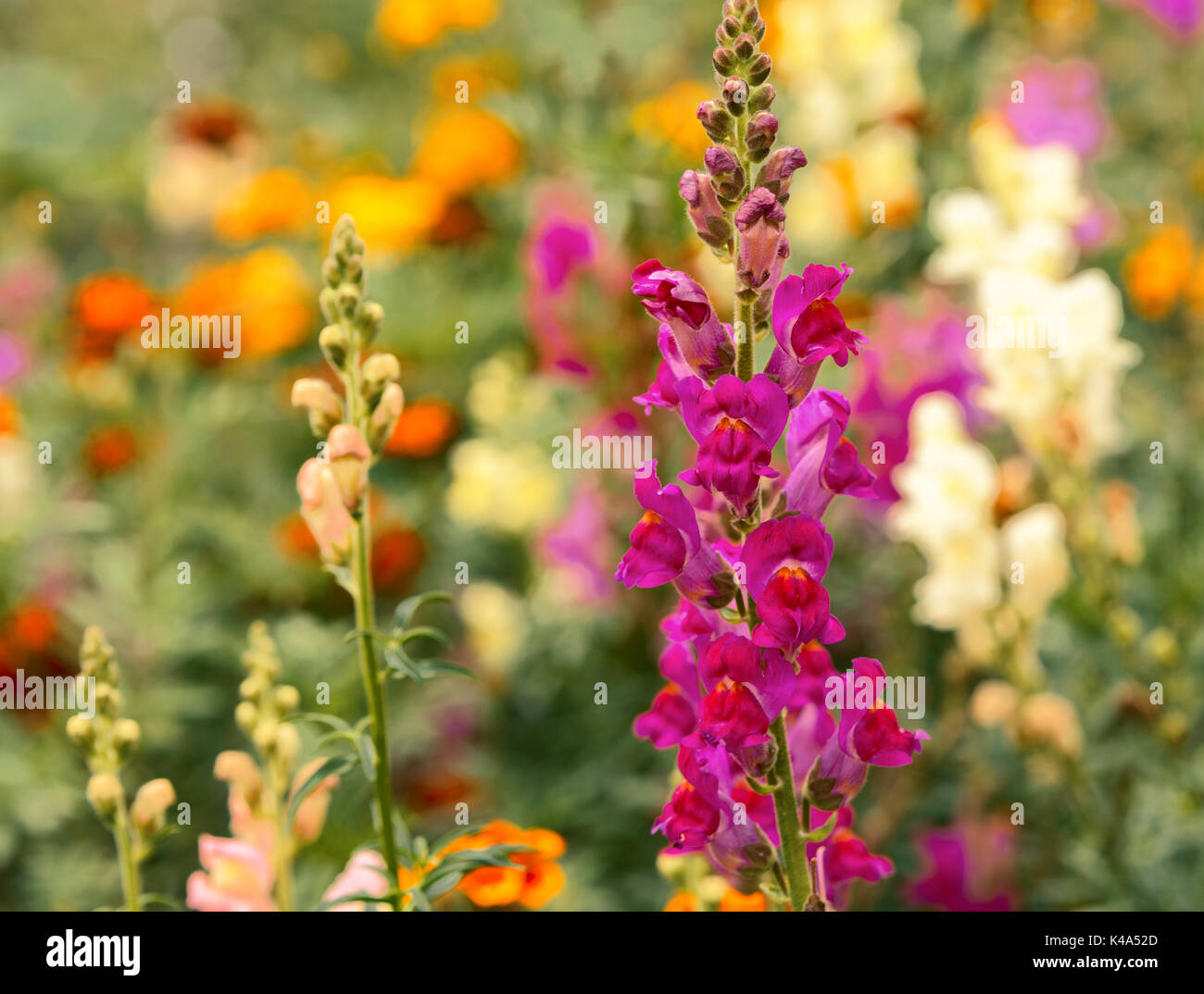 Blume rosa Snapdragons Stockfoto