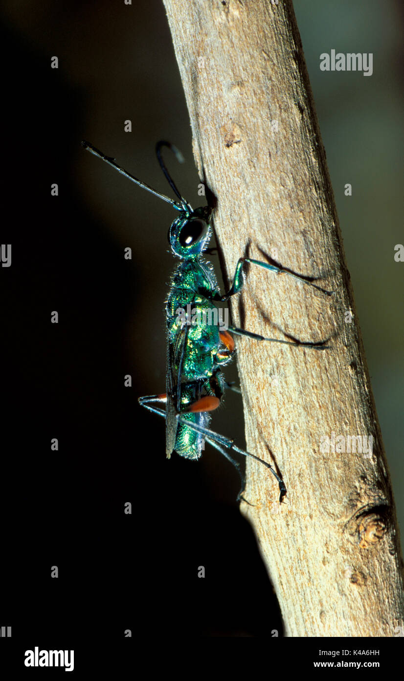 Emerald Kakerlake Wasp oder Jewel Wasp, Ampulex compressa, Asien, Einsame, ungewöhnliche reproduktiven Verhalten, beinhaltet das Deaktivieren eines live Kakerlake und verwenden Stockfoto