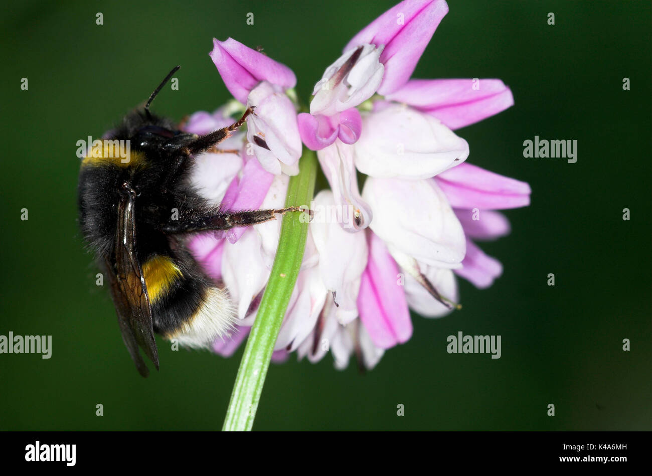 Buff Tailed Bumble Bee, Bombus terrestris, auf Krone vetch, coronilla Varia, rosa und weißen Blüten, Fütterung, Nektar Stockfoto