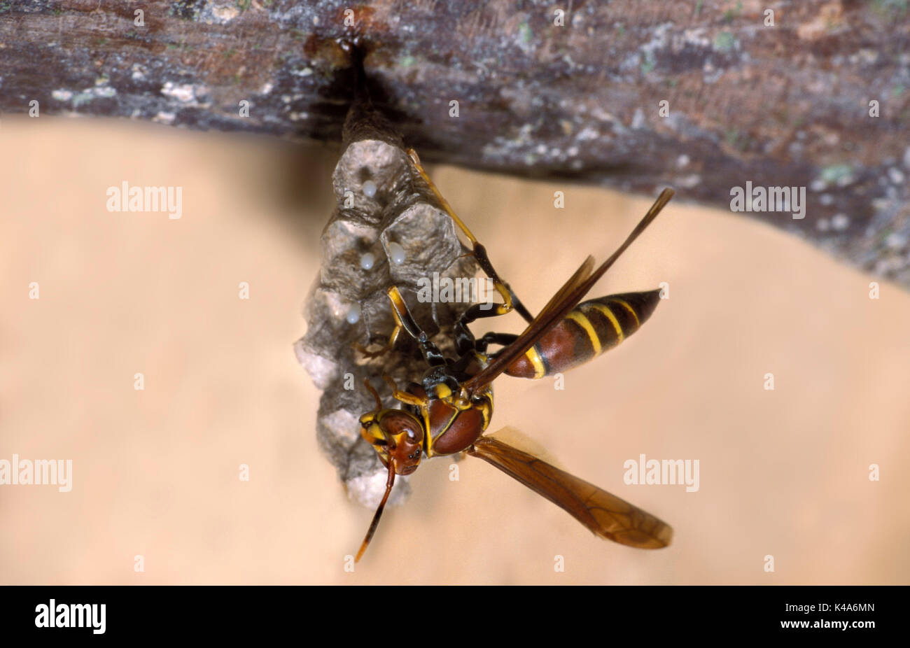 Paper Wasp am Nest, Hymenoptera, Zellen mit Eier Stockfoto