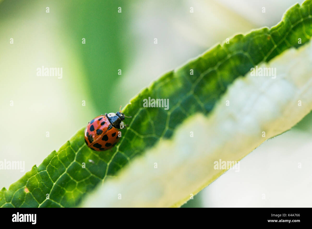 Ein Harlekin Marienkäfer (Harmonia axyridis) auf einem sommerflieder Blatt Stockfoto