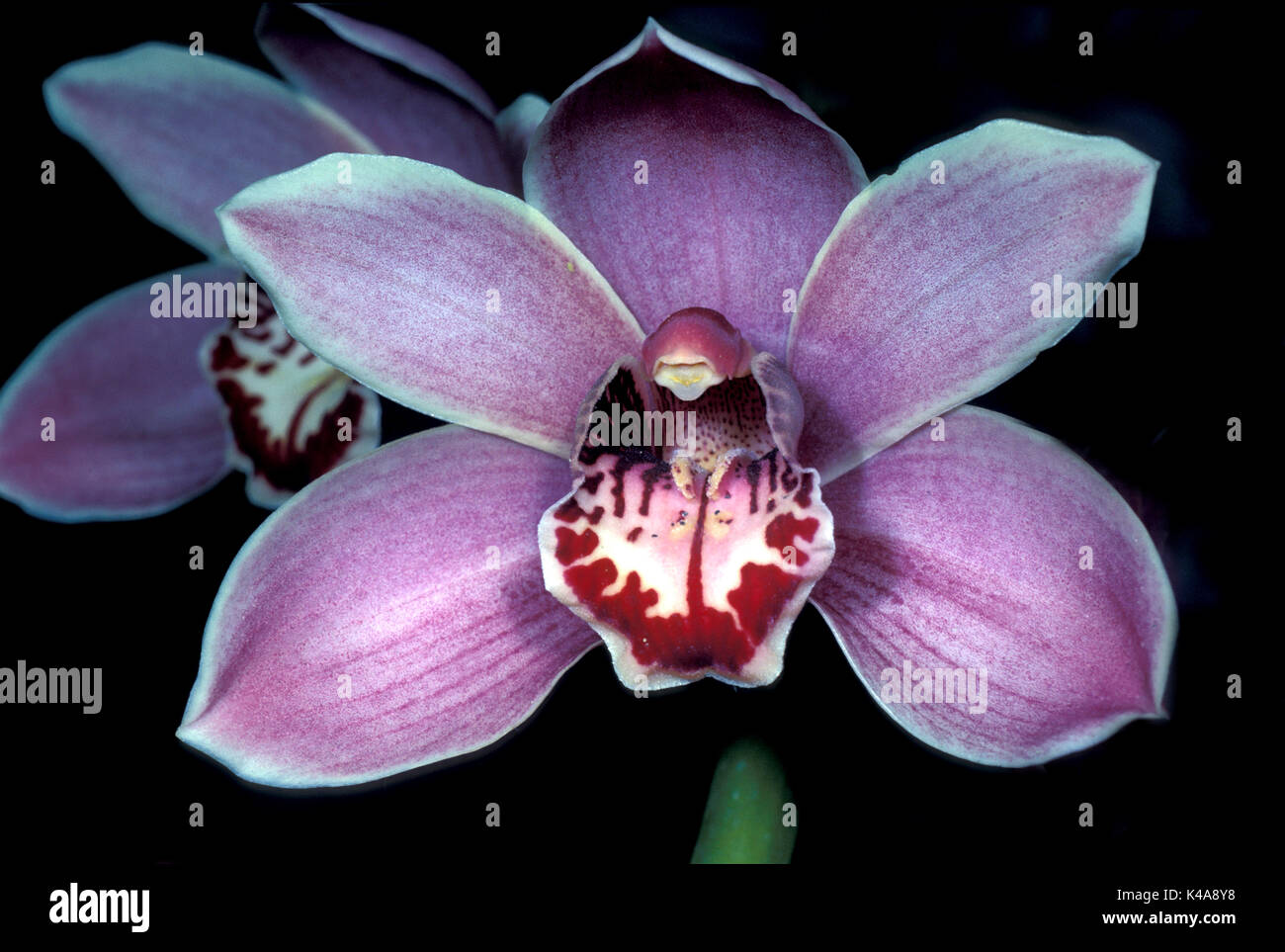 Phalaenopsis Orchidee, kultiviert, Rosa Stockfoto