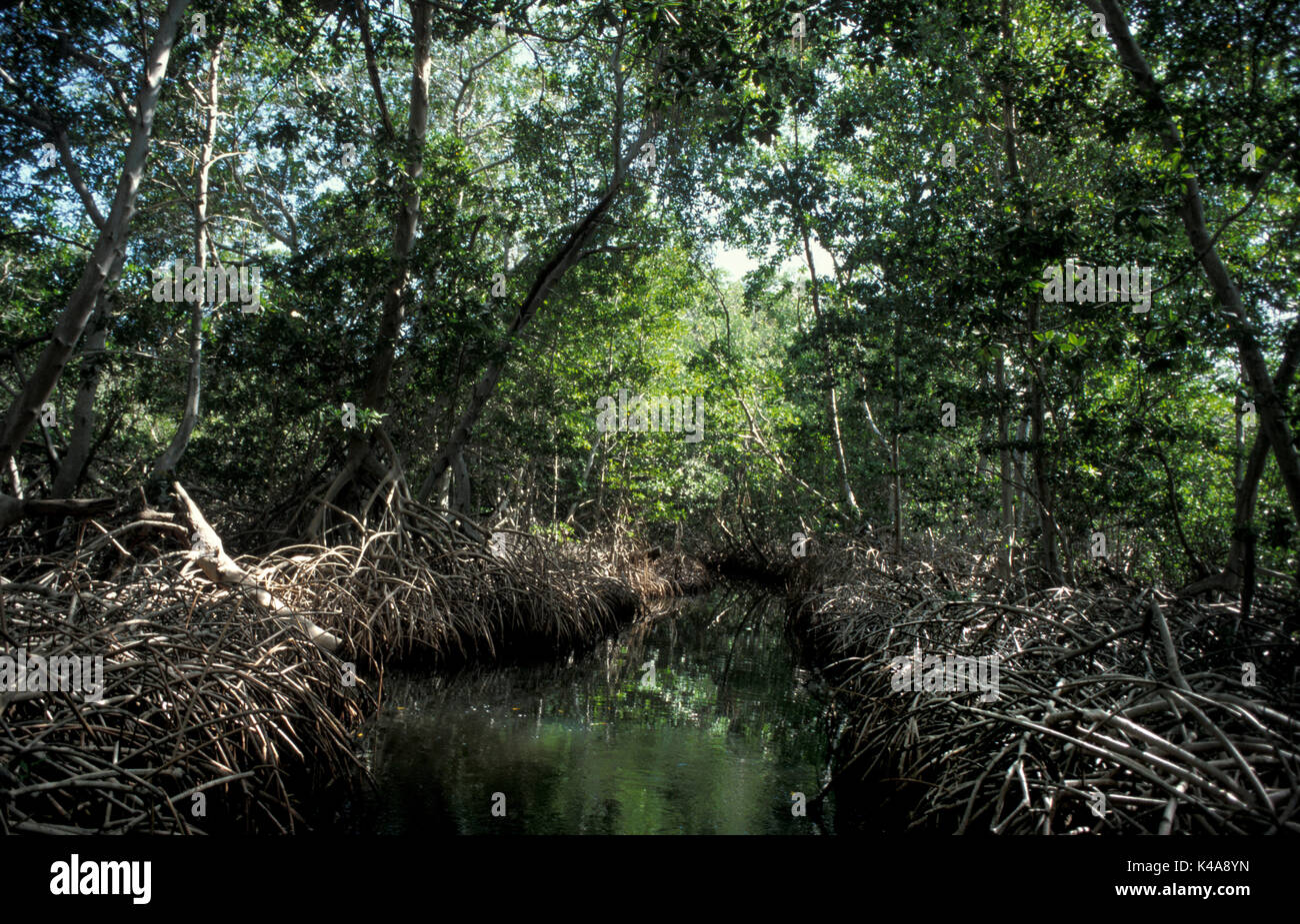 Mangrove Lagune oder Sumpf, Insel Margarita, Venezuela, mit Wurzeln in Wasser, Bäume und Sträucher, die in der Saline Lebensräume an der Küste in den Tropen wachsen Stockfoto