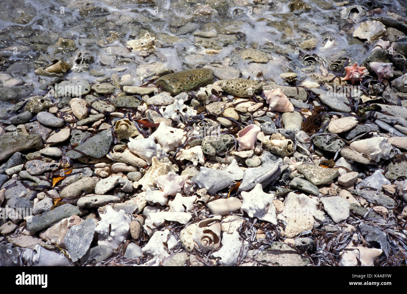 Muscheln am Strand, Los Roques, Venezuela, von Fischer, Tourismus Handel erhoben werden, Stockfoto