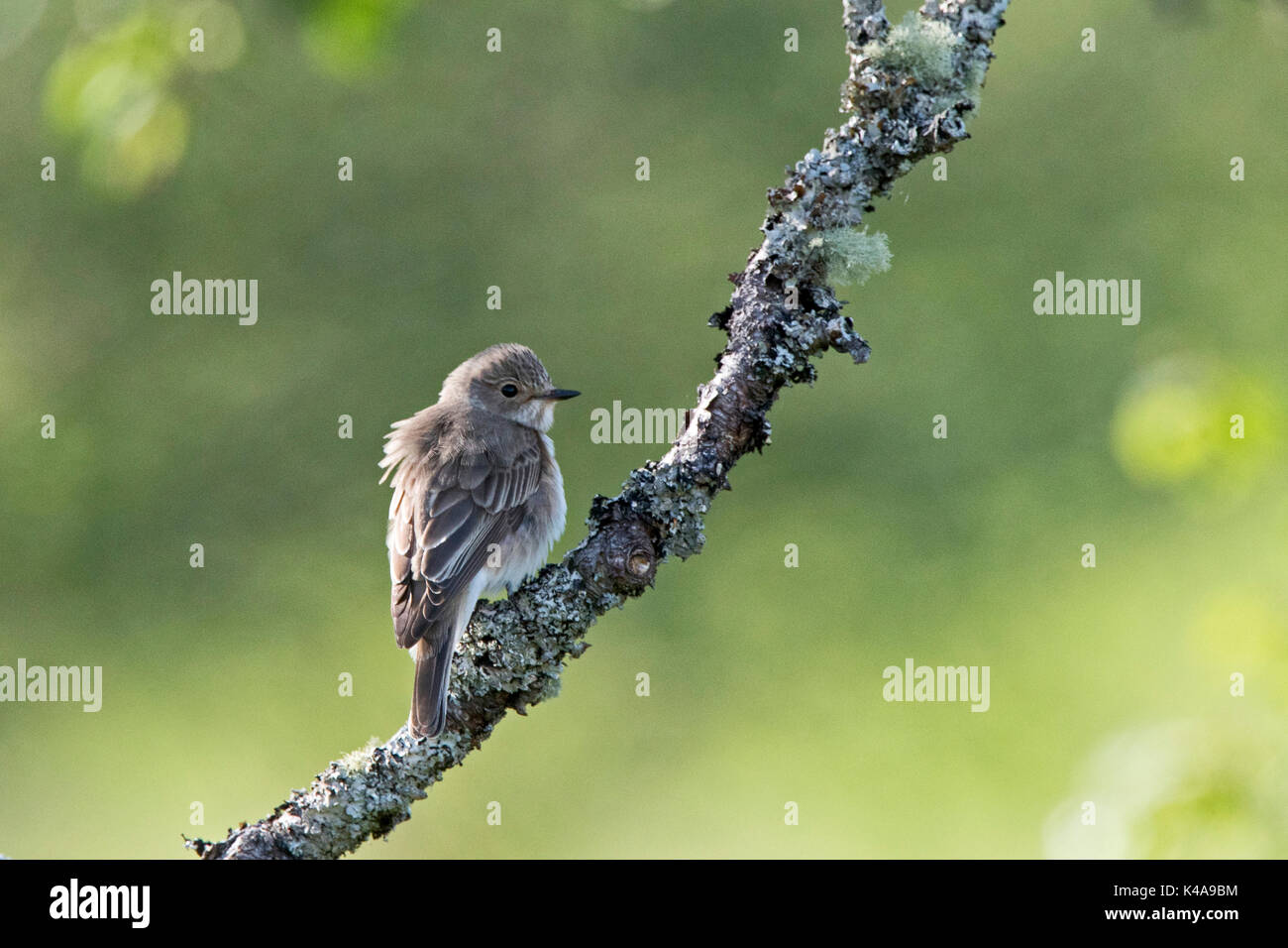 Gefleckte Schopftyrann Muscicapa striata Sutherland Schottland Juni Stockfoto