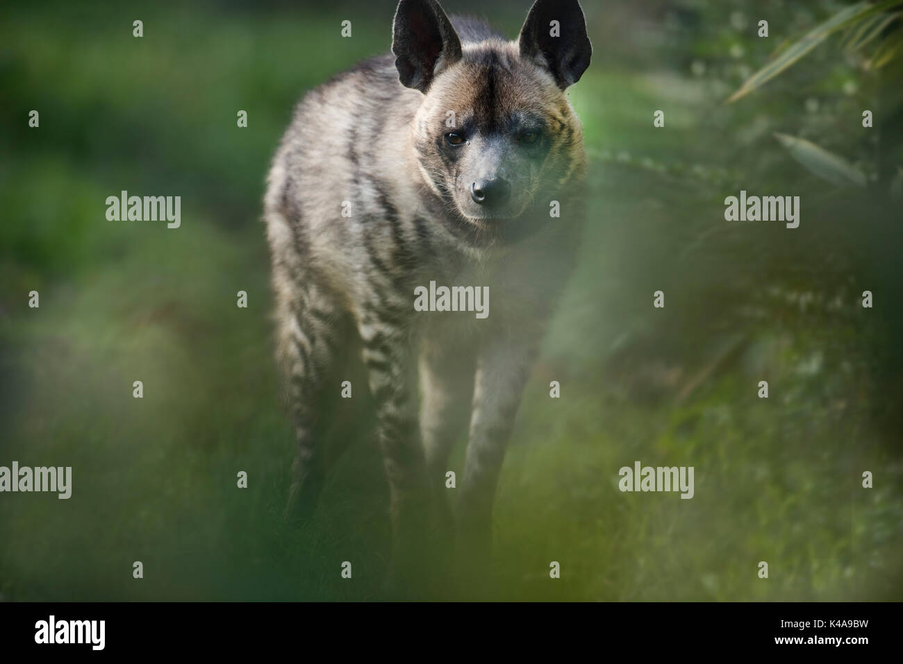 Gestreifte Hyänen, Hyäne Hyäne, Afrika, Captive, stehend, auf die Kamera suchen, IUCN als Bedroht, Carnivore Stockfoto