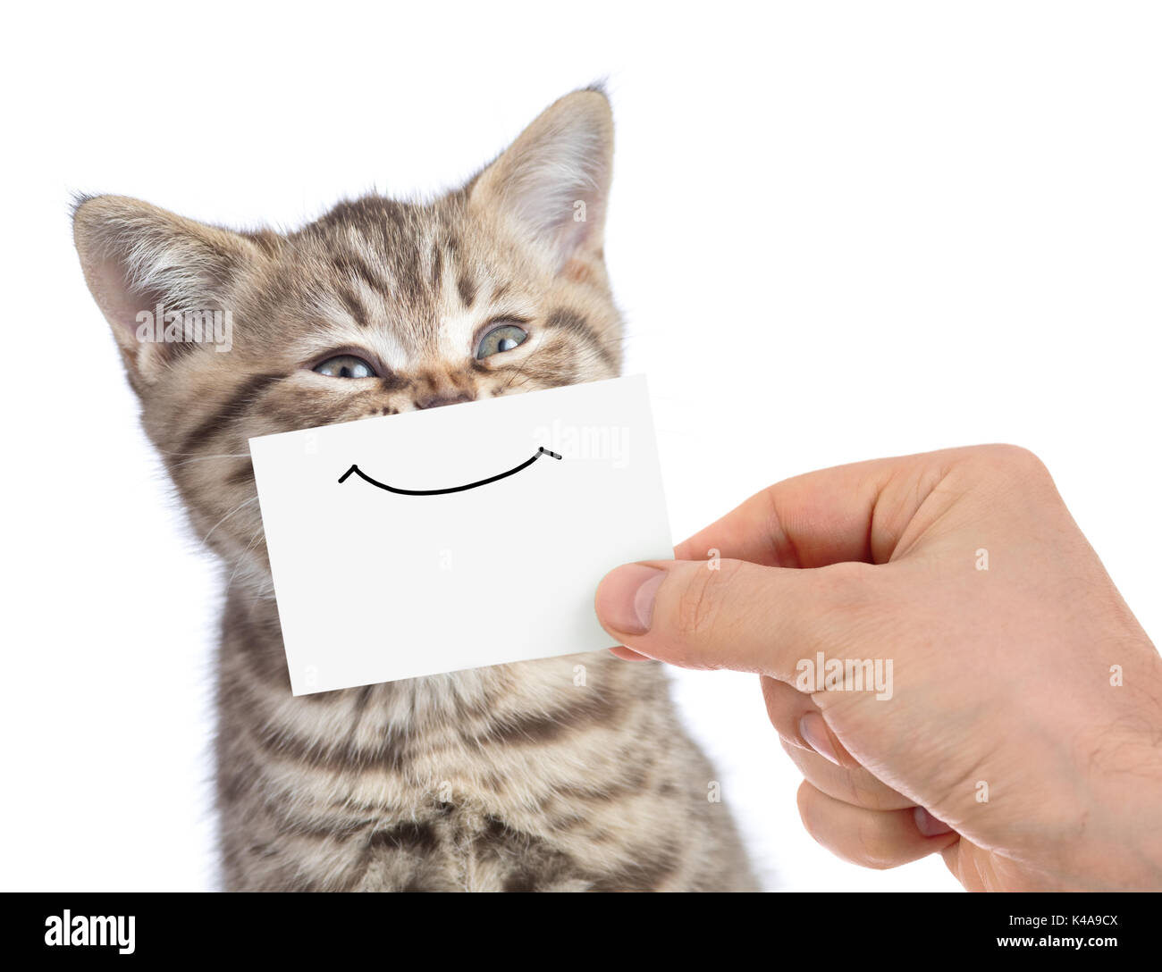 Lustige glückliche junge Katze Portrait mit Lächeln auf Karton isoliert auf weißem Stockfoto