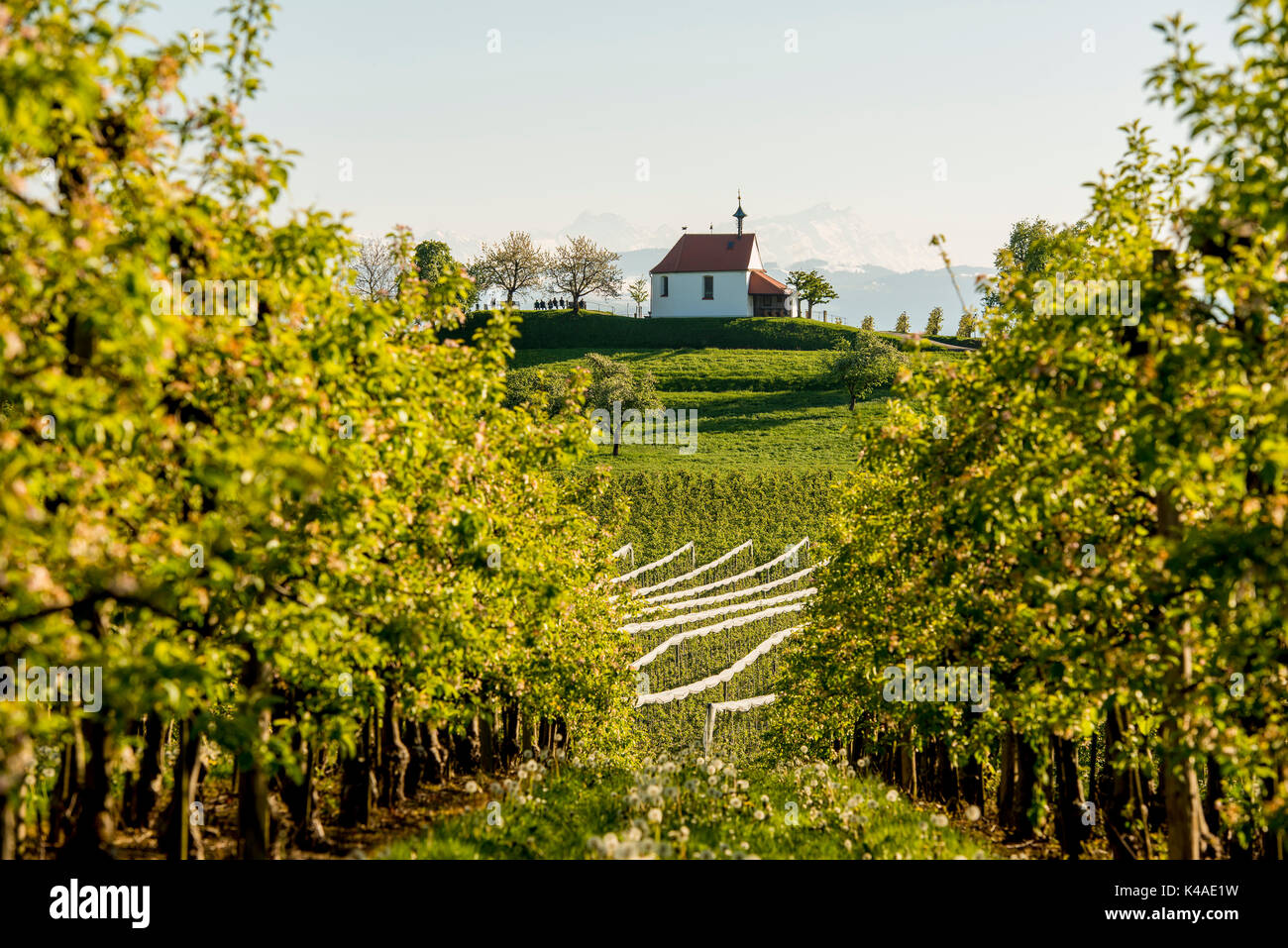 Apple Plantage, Obstgarten, Antonius Kapelle in Selmnau in der Nähe von Wasserburg am Bodensee, im Hintergrund die Schweizer Alpen, Allgäu. Stockfoto