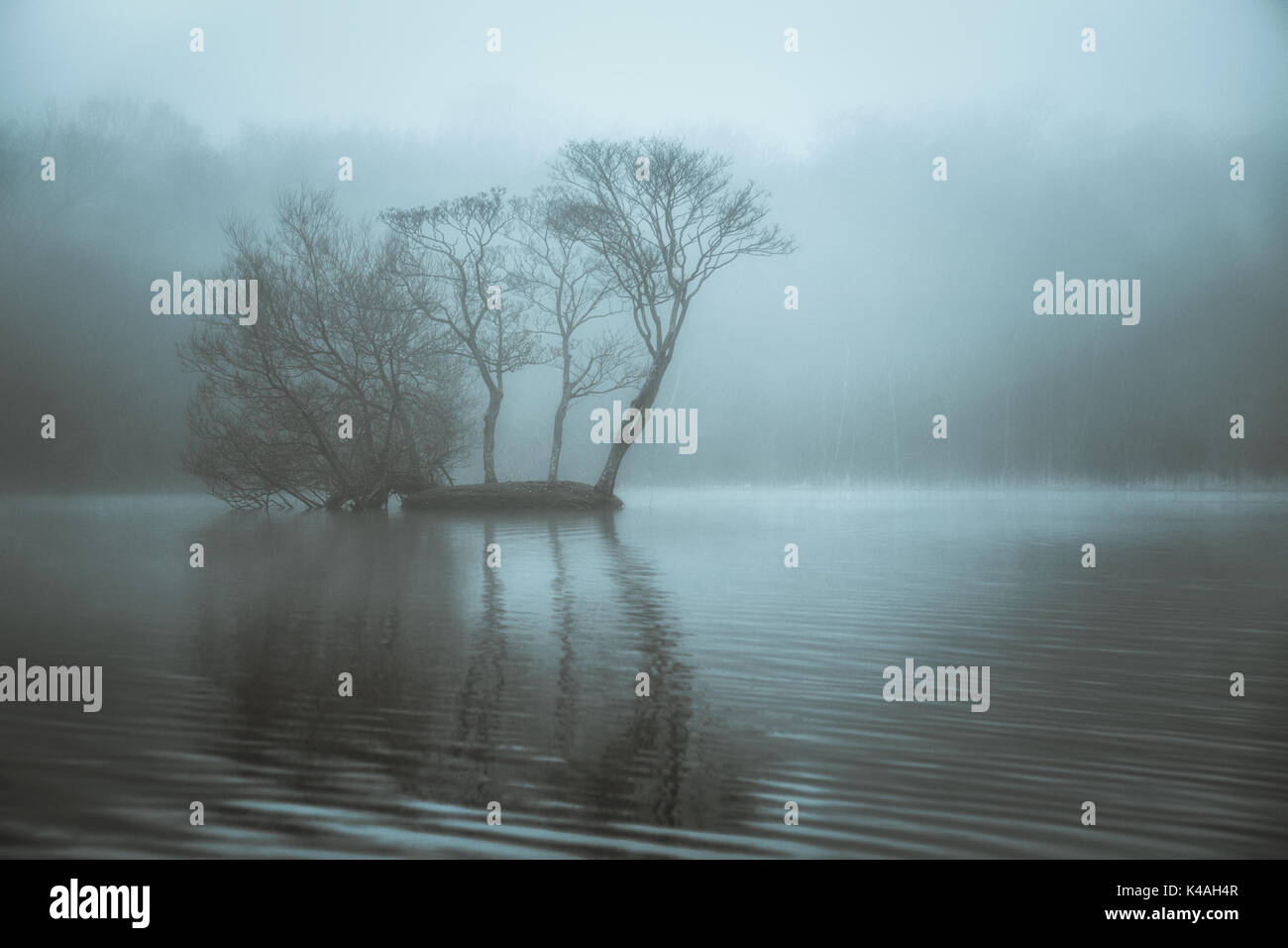 Baum Reflexion an einem nebligen Winter morgen in Sutton Park, Birmingham Stockfoto