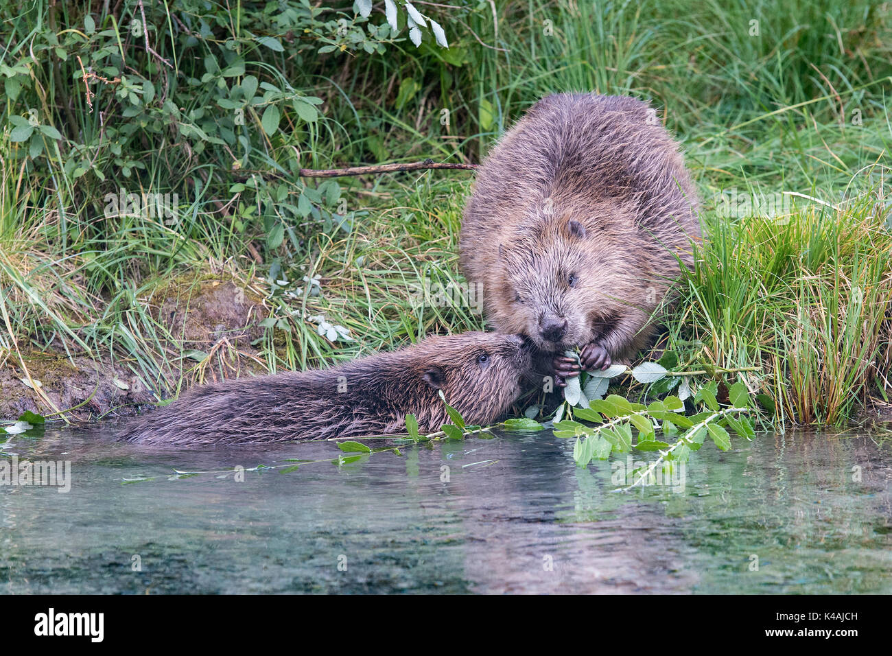 Zwei europäische Biber (Castor Fiber), Damm- und junge Tier bei der Bank Grenze, Fütterung, Oberösterreich, Österreich Stockfoto