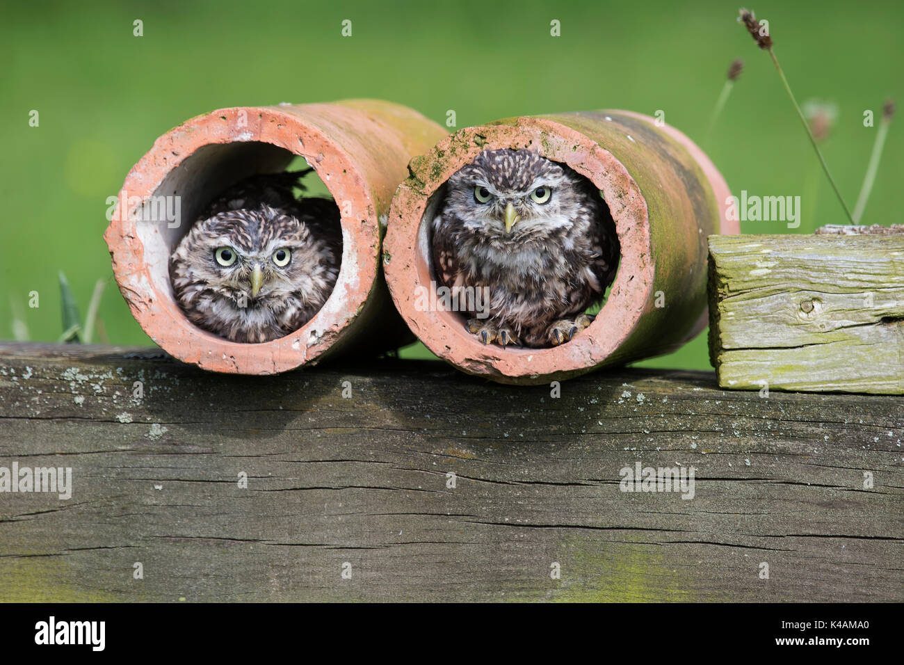 Ein paar kleine Eulen Athene noctua in Ton abflussrohre unter Bedingungen gesteuert Stockfoto