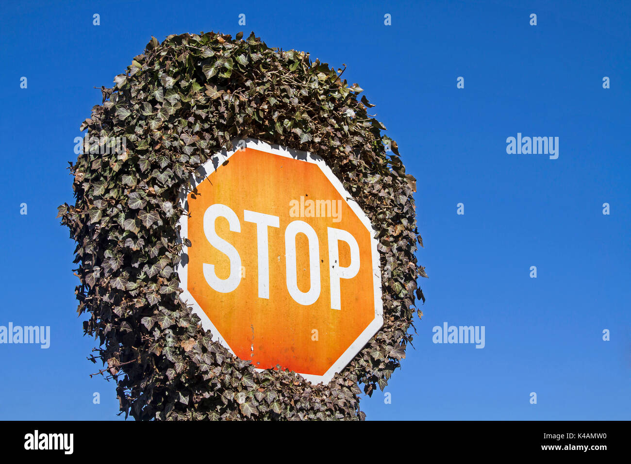 Zgelloser efeu -Fotos und -Bildmaterial in hoher Auflsung  Alamy
