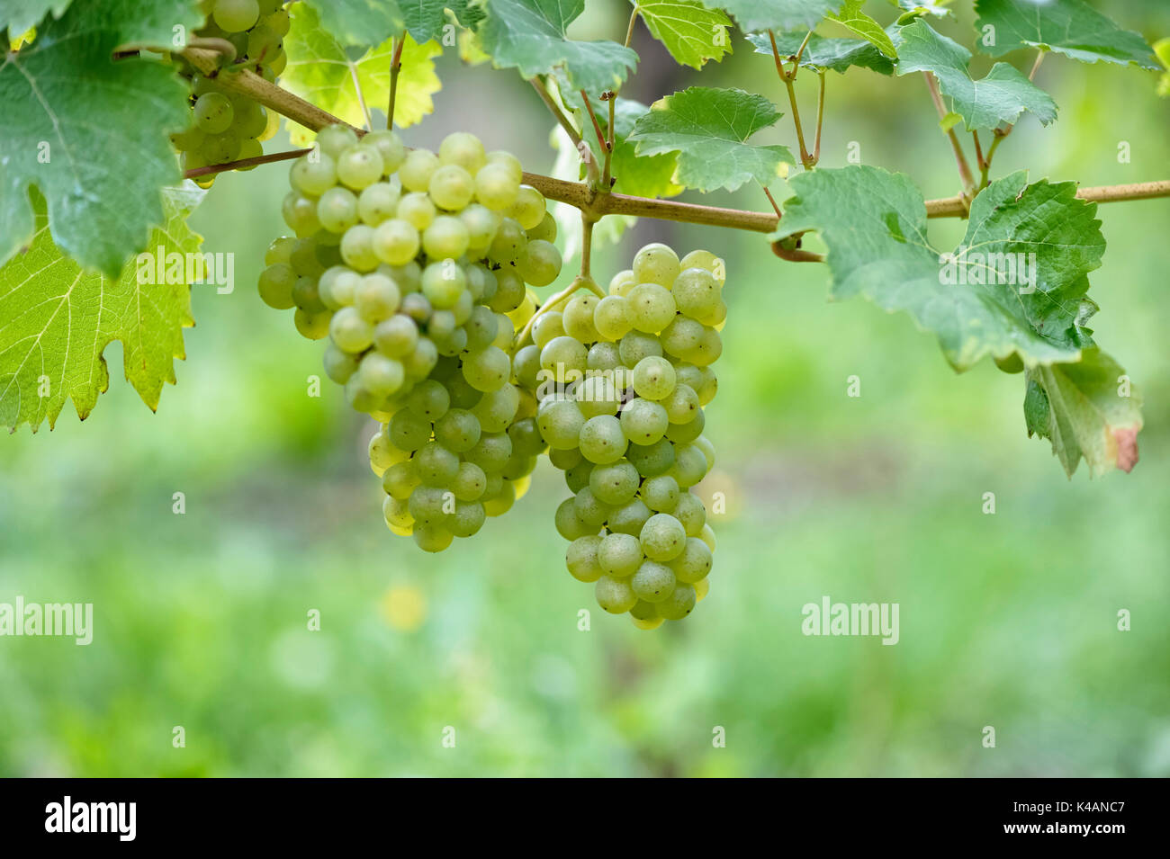 In der Nähe von Rebsorten mit Riesling Trauben bei Bremm, Mosel, Rheinland - Pfalz, Deutschland Stockfoto