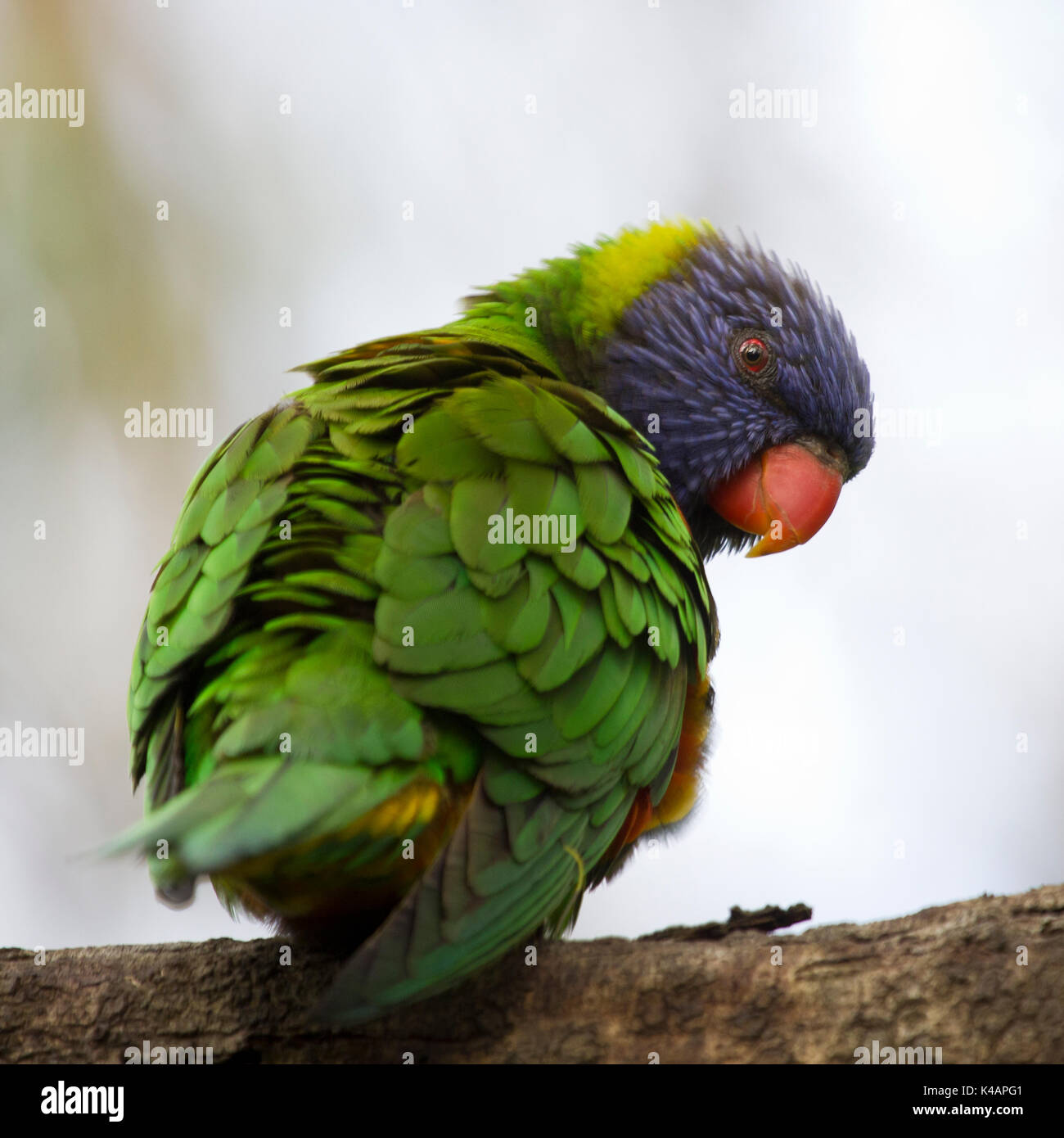 Australien Vögel Stockfoto