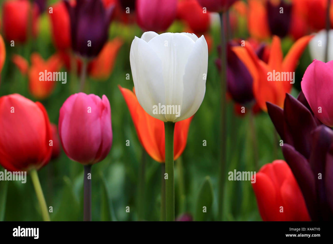 Bunte Tulpen blühen Nymans Gardens, Sussex Stockfoto